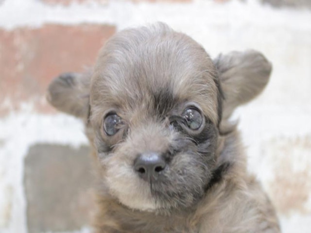 2024年2月19日生まれのハーフ犬・ミックス犬の1枚目の写真
